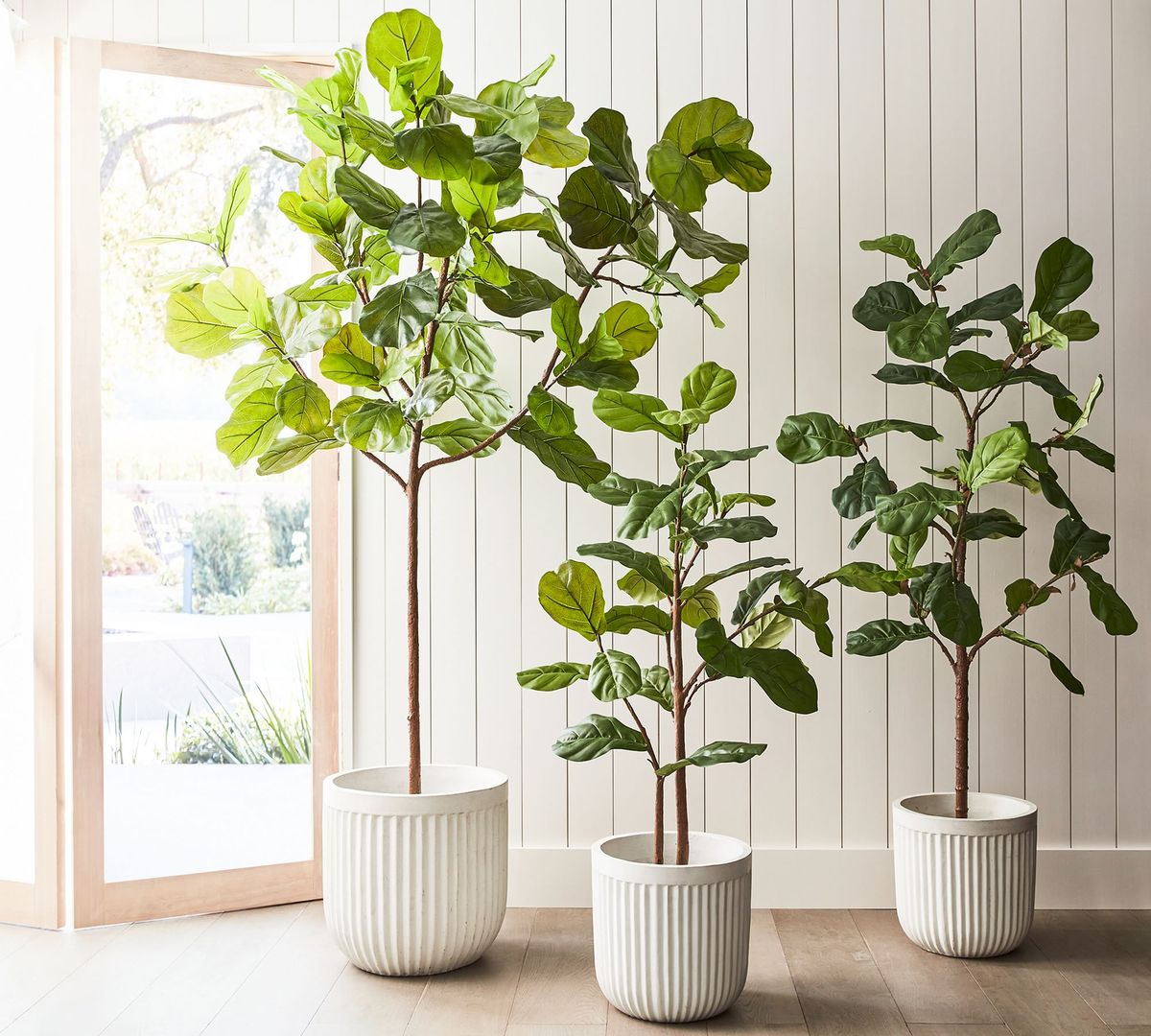 Fiddle Leaf Fig