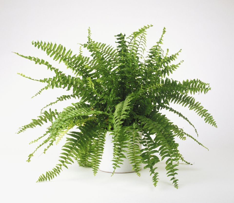 Boston Fern
